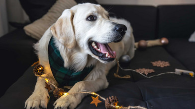 Silvester mit Hund: Tipps gegen Angst vor Feuerwerk