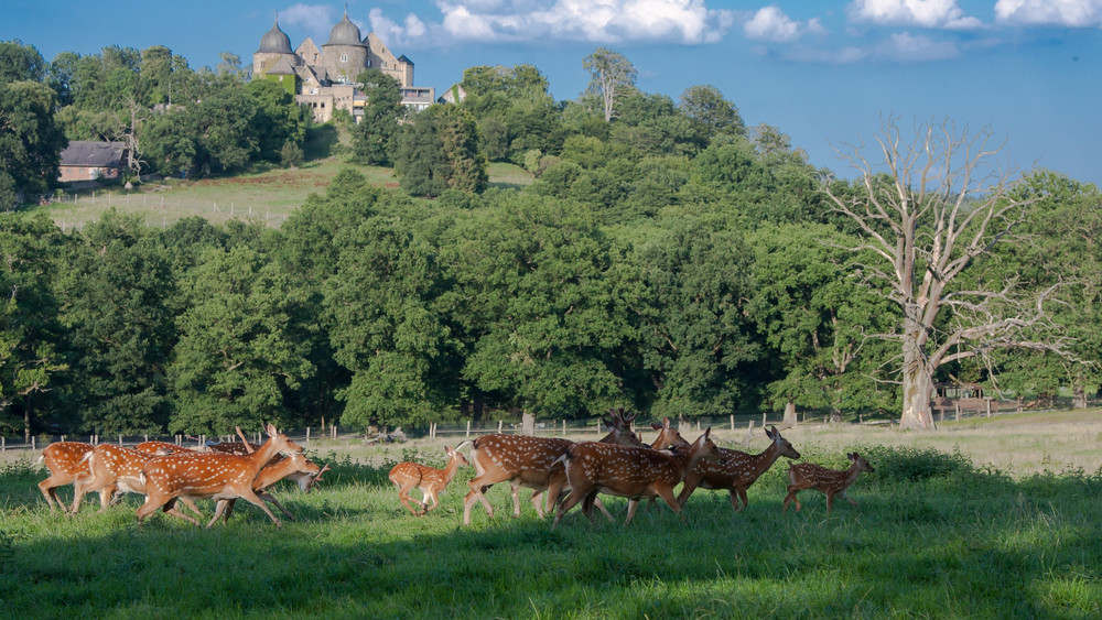 Der Tierpark öffnet um 08:00 Uhr, damit alle Läufer pünktlich ihre Startnummern abholen können. 