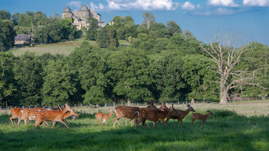 Sababurger Tierparklauf 2026 Sport Natur erleben