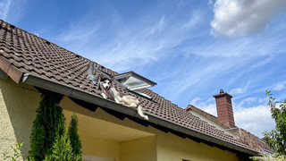 Langenselbold: Feuerwehr rettet Hund vom Dach