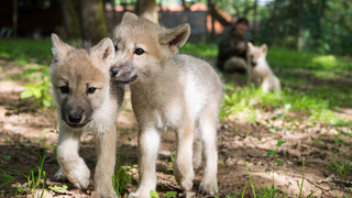 Fünf Wolfswelpen im Stölzinger Gebirge nachgewiesen