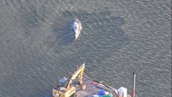 Neue Hoffnung für den Wal: Rettung per Lastkahn?