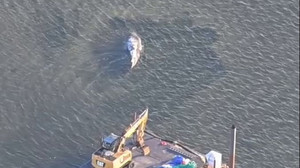 Neue Hoffnung für den Wal: Rettung per Lastkahn?