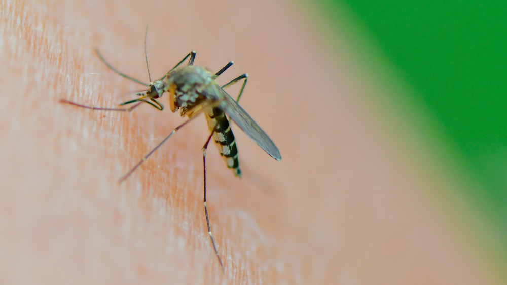 Das Dengue-Fieber gilt als die am häufigsten durch Mücken übertragene Virus-Infektion.