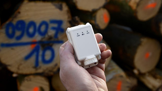 Auch LKA Hessen warnt: Zahl der Holzdiebstähle steigt stark an