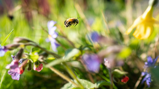 «Schönste Rasenfrisuren» zum Schutz von Bienen gesucht