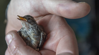NABU Hessen: "Verwaiste" Jungvögel nicht aufnehmen