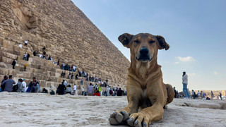 Internethund macht Streuner an den Pyramiden zu Stars