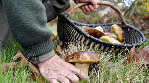 Ratgeber: Pilze sammeln – aber sicher