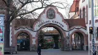 Vogelgrippe: Zoo Leipzig tötet alle Krauskopfpelikane 