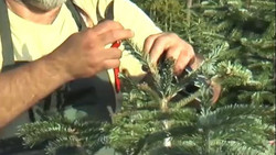Weihnachtsbaum-Saison: Wird die Tradition teurer?