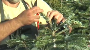 Weihnachtsbaum-Saison: Wird die Tradition teurer?