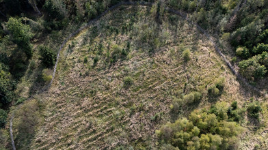 Satelliten und KI spüren Waldschäden schneller auf