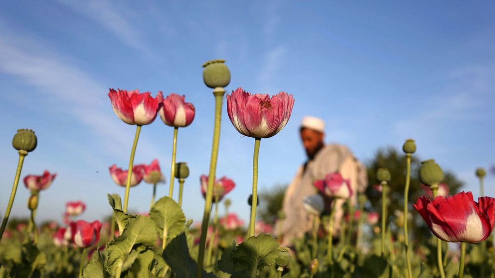 Mohnfeld in Afghanistan
