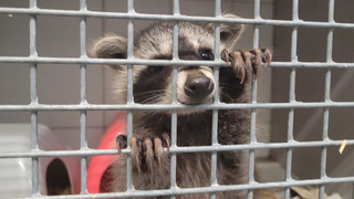 Tierklinik Gießen mit Waschbären überfüllt: Nur Notfälle abgeben
