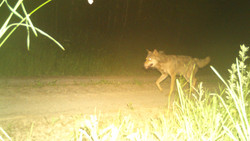 Mehrere Nachweise: Wölfin in Hersfeld-Rotenburg sesshaft?