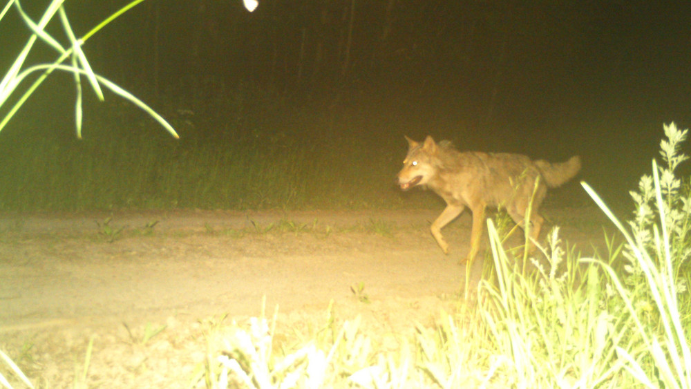 Eine Fotofallenaufnahme der Gemeinde Ludwigsau. Ob das Foto die Wölfin zeigt, ist unklar, teilt das Wolfszentrum Hessen mit. 