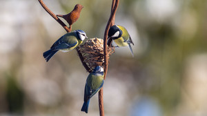 Meisenknödel selber machen: Vogelfutter für den Winter