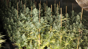 Razzia in Laubach: Polizei macht Millionen-Fund in Halle