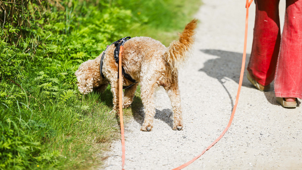 Um eine Ausbreitung der Vogelgrippe zu vermeiden, müssen Hunde entlang von Rhein und Main in Wiesbaden an der Leine gehalten werden.