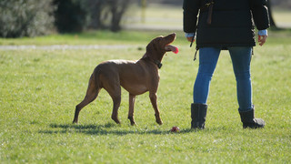 Hunde bitte anleinen! - Gießen kündigt Kontrollen in der Wieseckaue an