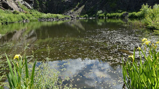 Herborn: Amerikanischer Katzenwels trotz Abpumpen im Steinbruchweiher