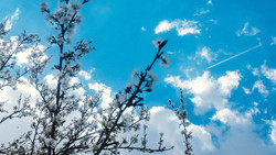 Rosbach: Blütenfest