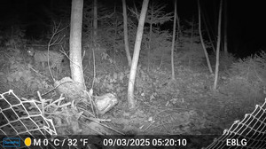 Luchs-Comeback in Sachsen