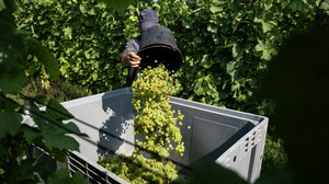 Weinernte 2025 in Deutschland: Wenig Ertrag – sehr gute Qualität