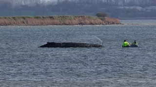 Gestrandeter Buckelwal: Lage am Ostersonntag unverändert