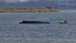 Gestrandeter Buckelwal: Lage am Ostersonntag unverändert