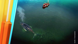 Wal Timmy: Jetzt kochen die Emotionen über