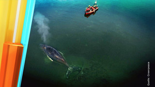 Wal Timmy: Jetzt kochen die Emotionen über