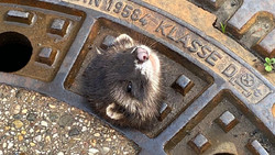 Wetter: süßes Iltisweibchen aus Gullydeckel gerettet