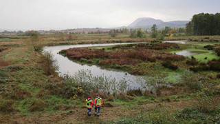 60 an der Vogelgrippe verendete Kraniche im Rhäden eingesammelt