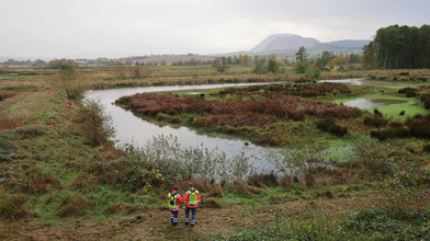 60 an der Vogelgrippe verendete Kraniche im Rhäden eingesammelt