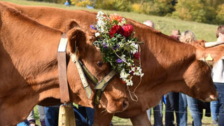 Schafe, Kühe, Ziegen und Alpakas: Almabtrieb in Oberelsbach-Ginolfs