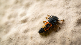 Natürliche Blattlaus-Bekämpfung: Marienkäferlarven helfen im Garten