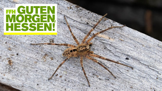 Nosferatu Spinne breitet sich in Hessen aus: Fieser Name, aber harmlos