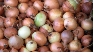 Autofahrer fahren Zwiebeln auf B44 bei Groß-Rohrheim zu Matsch