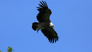 Beginn der Flugschau im WildtierPark Edersee verzögert sich weiter
