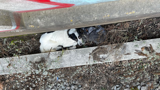 Mainz: Hund neben Bahngleisen in Mainz entdeckt und gerettet