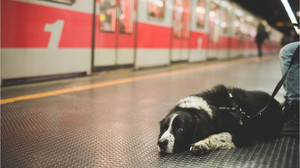 Musik, Essen und Hunde: Diese Regeln gelten in Bus und Bahn