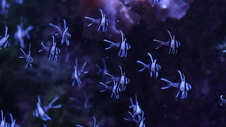 Wiegen, Messen und Zählen für den Artenschutz: Inventur im Tierpark Hagenbeck