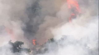 Nahe Grenze: Großbrand in niederländischem Waldgebiet 