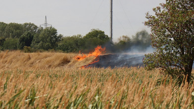 Flächenbrand auf Mannheimer Flussinsel gelöscht