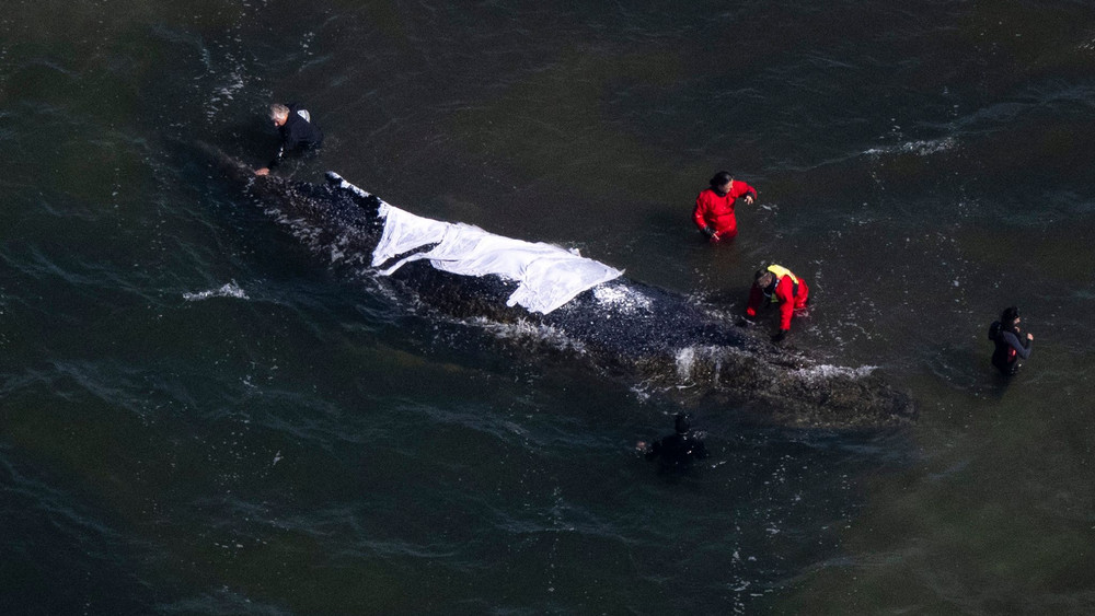 Weitere Entwicklung zum Buckelwal in der Ostsee