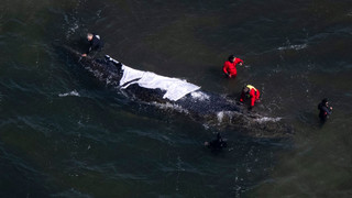 Wal liegt weiterhin vor Poel - Rinne wird gebaggert