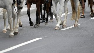 Nicht Traktoren, sondern Pferde: Reiter demonstrieren in Kassel