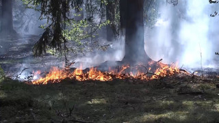 Waldbrand bei Stockstadt am Main gelöscht